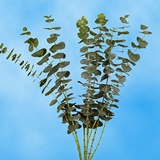 50 Stems of Eucalyptus