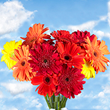 60 Stems Your Choice of Up to 8 Colors