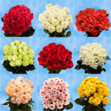 500 Roses: 250  Red Roses & 250 Assorted Color Roses