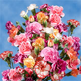 100 Stems of Assorted Color Spray Carnations 400 Blooms