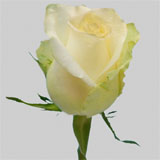 Alpe D'Huez White Roses