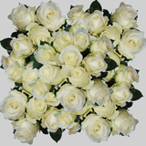 150 X Long Stems of Alpe D'Huez White Roses