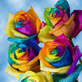 75 Stems of Multi-Color Rainbow Roses