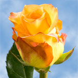 Latin Beauty Roses 48