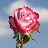 100 Stems of Purple Roses