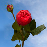 72 Red Piano Garden Roses