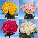 100 Assorted Colors of Roses