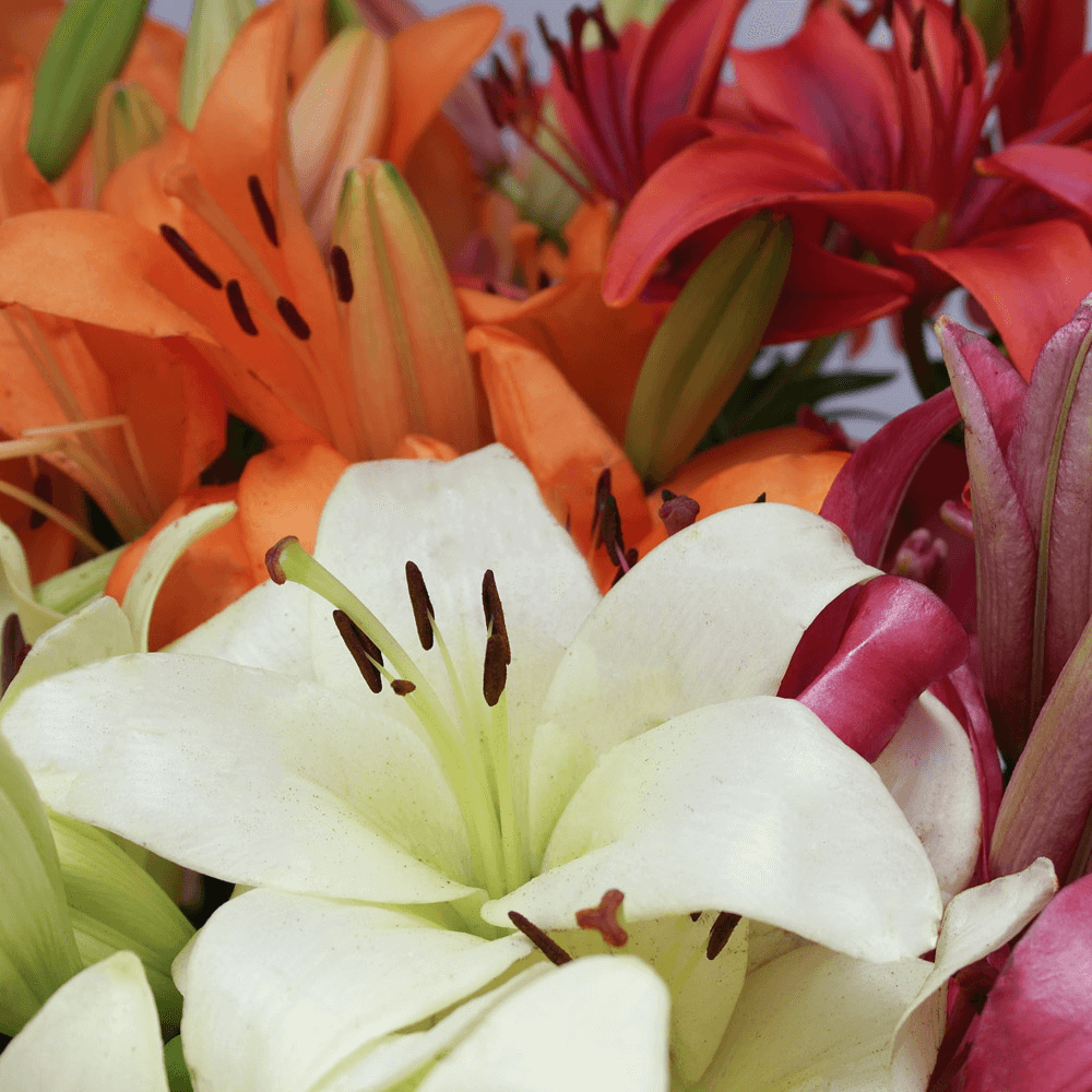 What other flower types make for good Mother’s Day blooms?