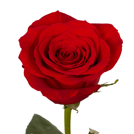 valentines-day-red-roses-globalrose-dt.png