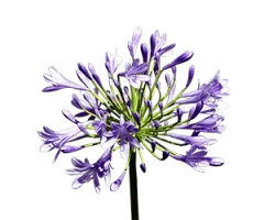Agapanthus africanus