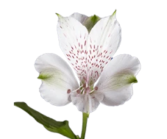 Alstroemeria cvs., hybrids