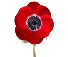 Anemone