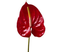 Anthurium