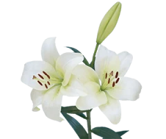 Lilium spp.