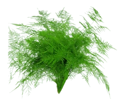 Asparagus spp