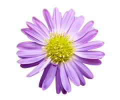 Aster spp.