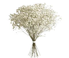 Babys Breath, Gypsophila
