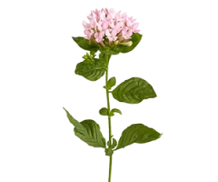 Bouvardia spp.