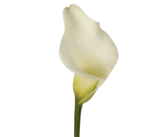 Zantedeschia spp.