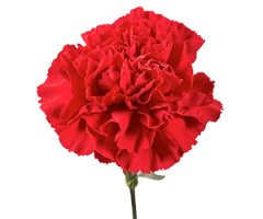 Dianthus caryophyllus