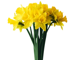 Narcissus cvs.