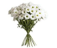 Argyranthemum frutescens