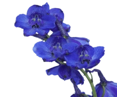 Delphinium, Consolida spp.
