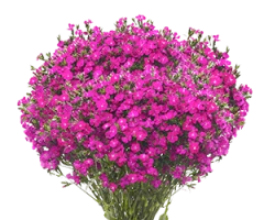 Dianthus barbatus
