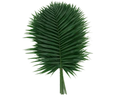 Chamaedorea spp.