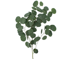 Eucalyptus spp.