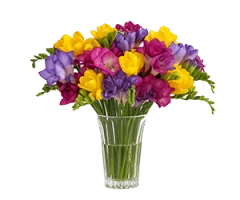 Freesia x cvs.