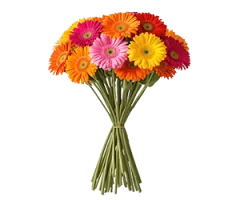 Gerbera jamesonii and hybrids.