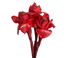 Alpinia zerumbet, Alpinia purpurata