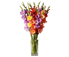 Gladiolus cvs., hybrids