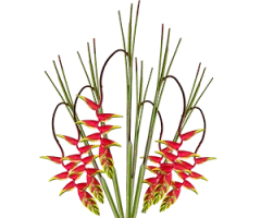 Heliconia humilis, Heliconia psittacorum