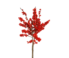 Ilex spp.