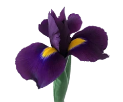 Iris cvs., hybrids