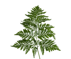 Rumohra adiantiformis