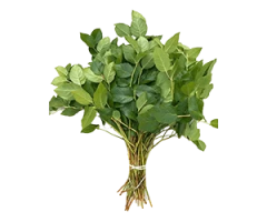 Gaultheria shallon