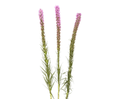 Liatris pycnostachya, L. spicata
