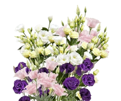 Eustoma grandiflora