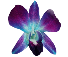 Cattleya, Cymbidium,cvs. and hybrids