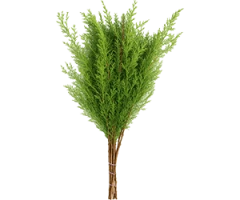 Abies, Picea, and Pinus, spp.
