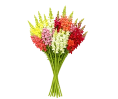 Snapdragon