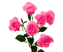 Rosa cvs., hybrids