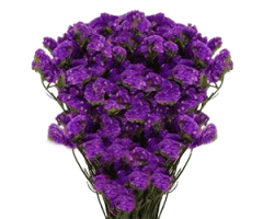 Limonium sp., Goniolimon