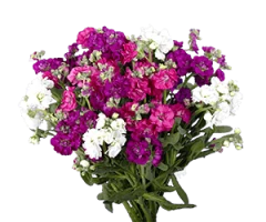 Matthiola incana
