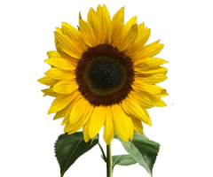 Helianthus annuus
