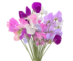 Lathyrus odoratus