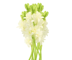 Polianthes tuberosa